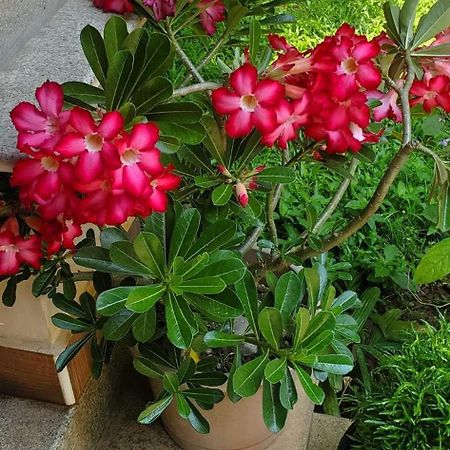 Sanskriti Bed and Breakfast Thiruvananthapuram Εξωτερικό φωτογραφία